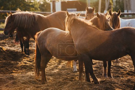Foto de Una manada de caballos en una granja al atardecer. - Imagen libre de derechos