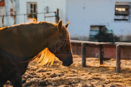 Téléchargez les photos : Gros plan d'un cheval en activité au coucher du soleil. - en image libre de droit