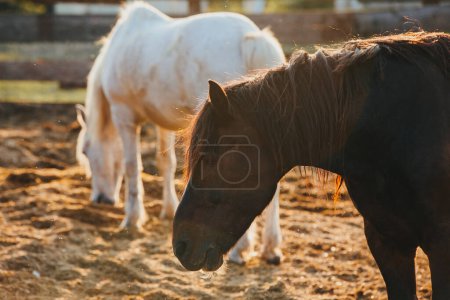 Foto de Retrato de caballos de trabajo en un paddock al atardecer. Los caballos descansan después del trabajo. - Imagen libre de derechos