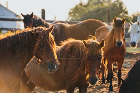 Téléchargez les photos : Un troupeau de beaux chevaux sur une ferme à la lumière du coucher du soleil. - en image libre de droit