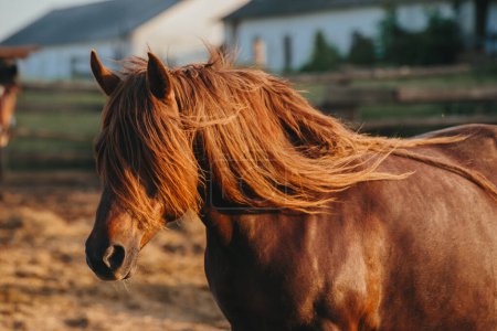 Foto de Retrato de cerca de un caballo de trabajo al atardecer. - Imagen libre de derechos
