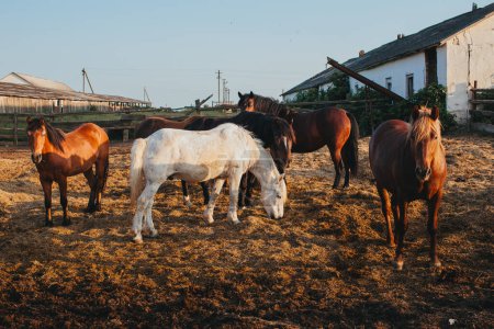 Téléchargez les photos : Chevaux dans une ferme au coucher du soleil. - en image libre de droit