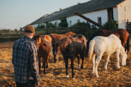 Téléchargez les photos : Un jeune fermier près d'un troupeau de chevaux dans une ferme. Portrait d'un jeune homme barbu sur fond de chevaux au coucher du soleil. - en image libre de droit