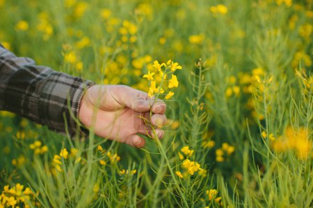 Téléchargez les photos : Un fermier vérifie les fleurs de viols dans un champ. Gros plan d'une fleur de colza dans une main. - en image libre de droit