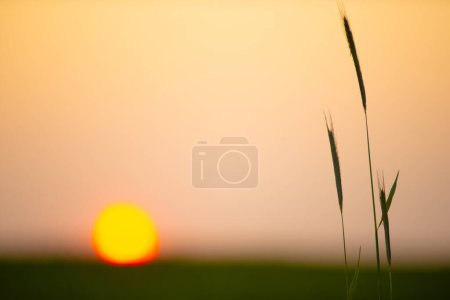 Téléchargez les photos : Coucher de soleil sur un champ de blé vert. Gros plan sur le blé fraîchement germé. - en image libre de droit
