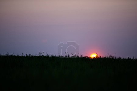 Foto de Puesta de sol en un campo de trigo verde. Trigo recién germinado de cerca. - Imagen libre de derechos