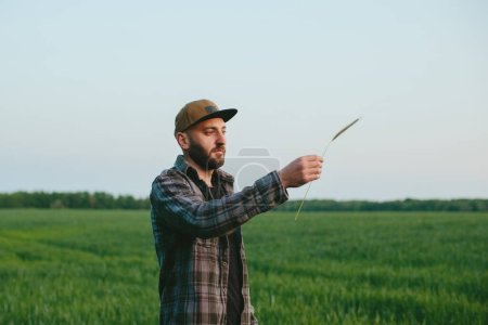 Téléchargez les photos : Un fermier dans un champ de blé au coucher du soleil. Un agronome inspecte un champ de blé. Le concept de culture d'une nouvelle culture. - en image libre de droit