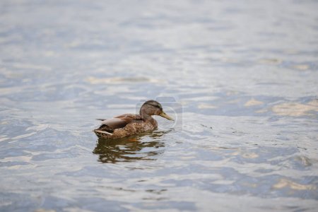 Téléchargez les photos : Un canard nage dans un étang. Canard sauvage sur fond d'eau bleue en automne. - en image libre de droit