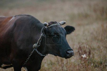 Téléchargez les photos : Une vache broute dans une prairie - en image libre de droit