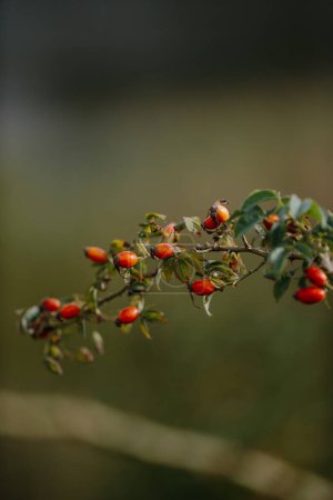 Photo for A branch with ripe rosehip berries, close-up. - Royalty Free Image