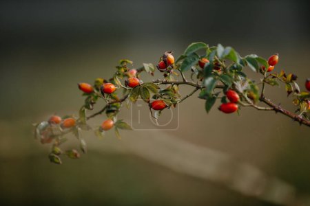 Photo for A branch with ripe rosehip berries, close-up. - Royalty Free Image