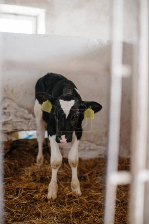 Photo for A small black and white calf with yellow ear tags is standing in a stable on a farm. - Royalty Free Image