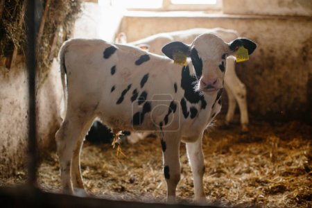 Foto de Pequeños terneros con marcas auriculares amarillas y anaranjadas parados en granero de ganado en granja en el campo. - Imagen libre de derechos