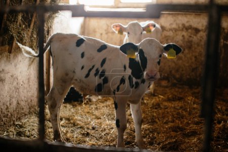 Téléchargez les photos : Groupe de petites vaches regardant depuis les étals d'une ferme laitière. Veaux dans l'étable. - en image libre de droit