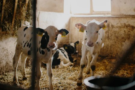 Foto de Grupo de pequeñas vacas que miran desde los puestos de una granja lechera. Terneros en el establo. - Imagen libre de derechos