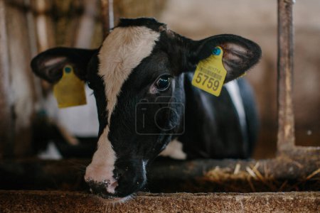 Photo for Young curious calves are standing in a stable looking at the camera. - Royalty Free Image