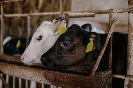 Téléchargez les photos : Les petits veaux avec des étiquettes jaunes et orange mangent des aliments dans une ferme à la campagne. - en image libre de droit