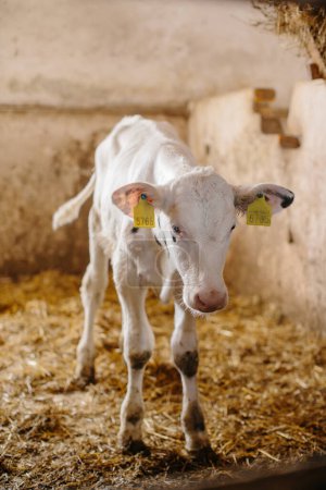 Photo for A white cute calf is standing on straw in a stable. - Royalty Free Image