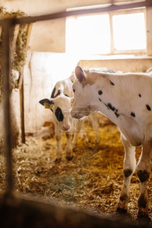 Téléchargez les photos : Jeunes veaux hebdomadaires à la ferme laitière. - en image libre de droit