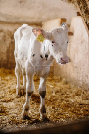 Photo for A white cute calf is standing on straw in a stable. - Royalty Free Image
