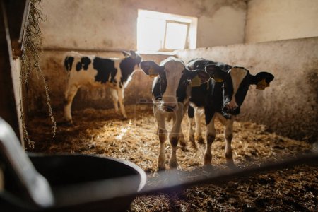 Téléchargez les photos : Groupe de petites vaches regardant depuis les étals d'une ferme laitière. Veaux dans l'étable. - en image libre de droit