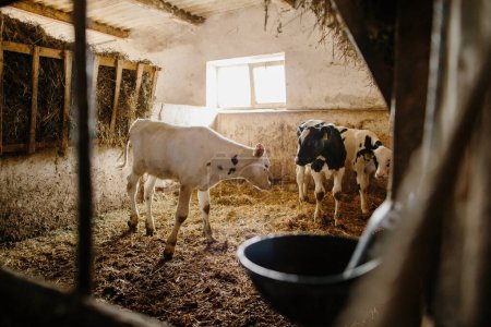 Foto de Grupo de pequeñas vacas que miran desde los puestos de una granja lechera. Terneros en el establo. - Imagen libre de derechos