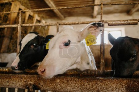 Téléchargez les photos : Petits veaux mignons dans une écurie dans une ferme laitière, mangeant des aliments équilibrés spéciaux. - en image libre de droit