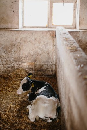 Photo for A small calf lies on straw in a stall. - Royalty Free Image