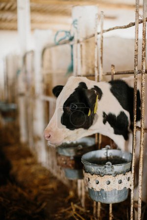 Photo for A calf in a calf shed peeks out of an enclosure on a dairy farm. Milk production, agriculture. - Royalty Free Image
