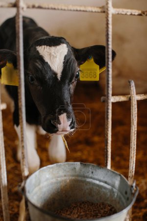 Téléchargez les photos : Un veau dans un veau jette un coup d'œil hors d'une clôture d'une ferme laitière. Production laitière, agriculture. - en image libre de droit