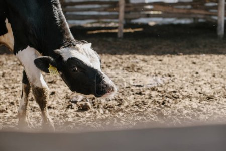 Foto de Primer plano de un toro joven en un corral en una granja. La cría de animales en la agricultura. - Imagen libre de derechos