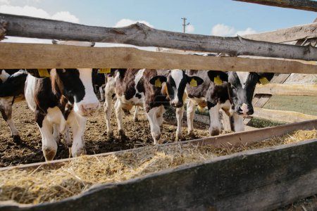 Téléchargez les photos : Jeunes taureaux à la ferme - en image libre de droit