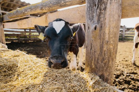 Téléchargez les photos : Un jeune veau taureau dans une ferme en enclos extérieurs. - en image libre de droit
