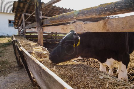 Téléchargez les photos : Un jeune veau taureau dans une ferme en enclos extérieurs. - en image libre de droit