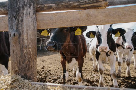 Téléchargez les photos : Jeunes taureaux dans une ferme dans un étal. - en image libre de droit