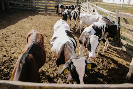 Téléchargez les photos : Jeunes taureaux dans une ferme dans un étal. - en image libre de droit