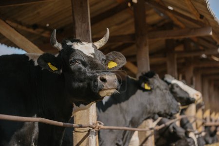 Foto de Concepto agrícola, toros con marcas amarillas en una granja en un puesto al aire libre. - Imagen libre de derechos