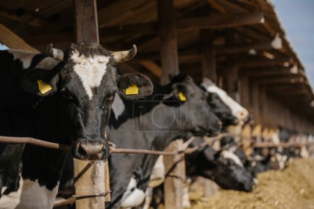Téléchargez les photos : Concept agricole, taureaux avec des marques auriculaires jaunes dans une ferme en plein air. - en image libre de droit