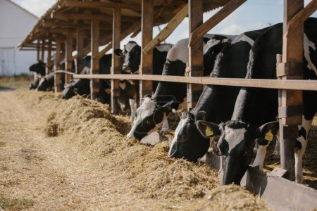 Foto de Concepto agrícola, toros con marcas amarillas en una granja comiendo heno al aire libre. - Imagen libre de derechos