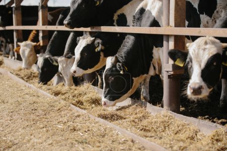 Téléchargez les photos : Concept agricole. Les taureaux mangent du foin dans une ferme en plein air. - en image libre de droit