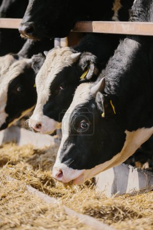 Foto de Concepto agrícola. Los toros comen heno en una granja en un puesto al aire libre. - Imagen libre de derechos