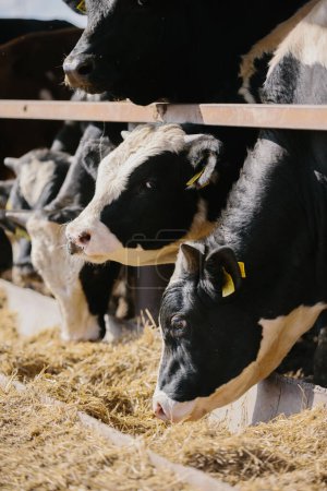 Foto de Concepto agrícola. Los toros comen heno en una granja en un puesto al aire libre. - Imagen libre de derechos
