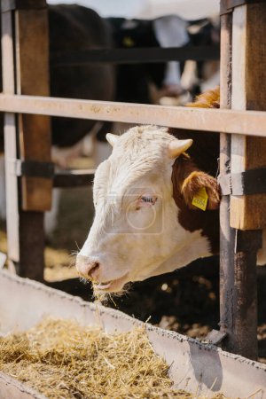 Foto de Toro de ternera Holstein rojo joven en granero de vaca al aire libre detrás del fenc metálico - Imagen libre de derechos