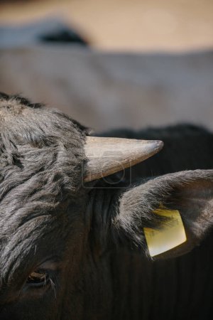 Téléchargez les photos : Gros plan d'un jeune taureau portant une étiquette jaune. - en image libre de droit
