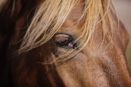 Téléchargez les photos : Un gros plan détaillé de l'œil d'un cheval de châtaignier. - en image libre de droit