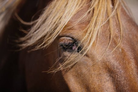 Téléchargez les photos : Un gros plan détaillé de l'œil d'un cheval de châtaignier. - en image libre de droit