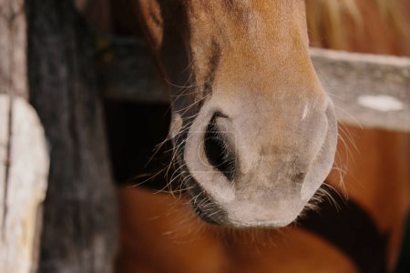 Téléchargez les photos : Gros plan détaillé du visage d'un cheval de châtaignier. - en image libre de droit