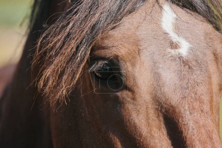 Foto de Un detallado primer plano del ojo de un caballo castaño. - Imagen libre de derechos