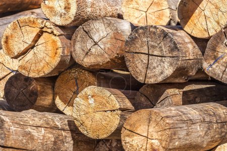 Téléchargez les photos : Grumes en bois stockés dans une scierie pour être utilisés comme poteaux. - en image libre de droit