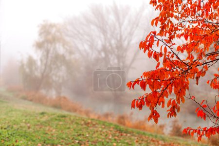 Foto de Escena natural de un día nublado enmarcado por hojas rojas en primer plano. Paisaje de un parque a orillas de un río con hojas rojas de otoño que enmarcan la foto y un fondo borroso por el efecto de la niebla. - Imagen libre de derechos